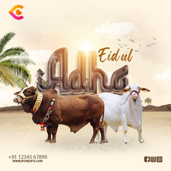 Eid ul Adha greeting design featuring two decorated bulls and Arabic typography